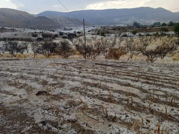 Granizada daña el 90% de la producción de durazno en tres comunidades