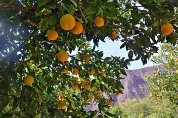 PAR III y OPR invertirán Bs 57.8 millones en proyectos agrícolas