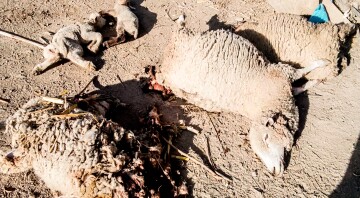 Perros matan a 40 ovejas en ataques nocturnos en varios corrales