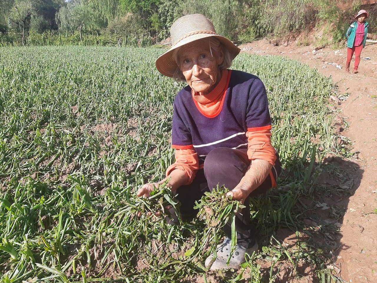 Cebolleros piden ser incluidos en el seguro agrario