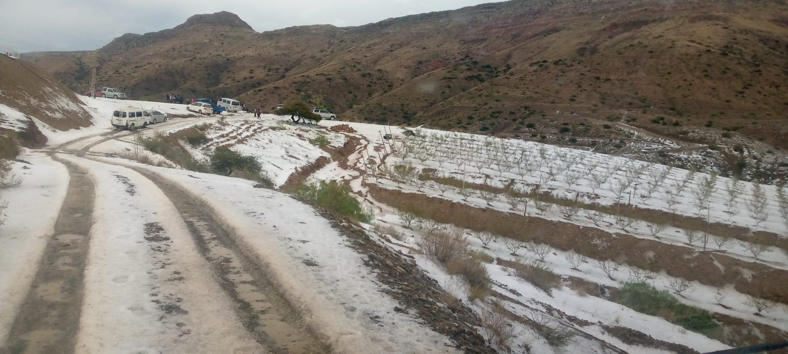 Fuerte granizada se lleva el 100% de la producción de durazno