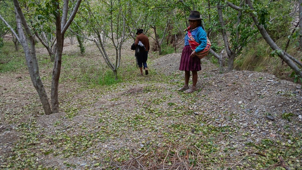 Granizada en San Lucas destruye producción de más de 500 familias